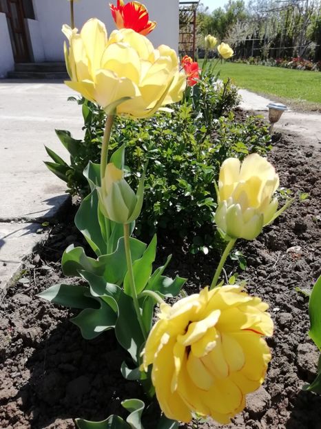 16.04 - gradina 2019