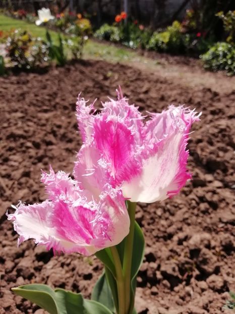 16.04 - gradina 2019