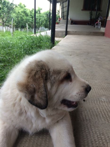 5767992B-FEEB-4EA4-8E4A-F1133926B19B - animale