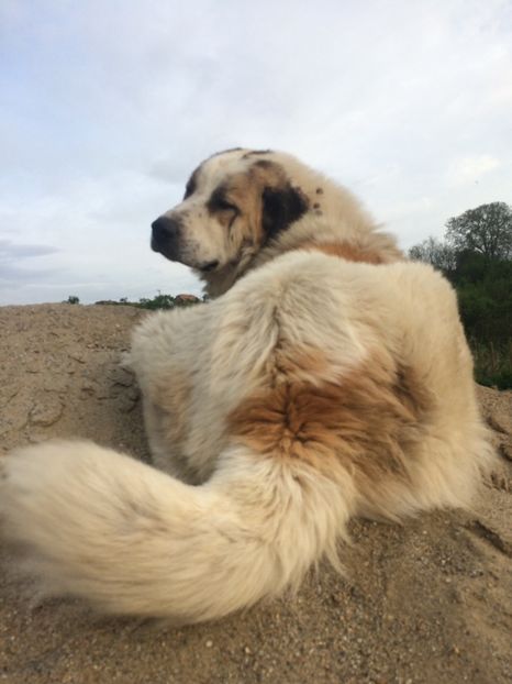 3FABB242-9EA0-4025-ADAF-9F4BCE29B251 - animale