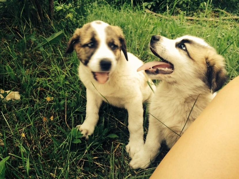 E015F566-1301-4803-87F1-D9B39A97E585 - animale