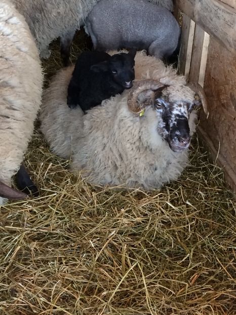 ED2EF48F-5385-4360-8A2C-F1FAC29B0242 - animale