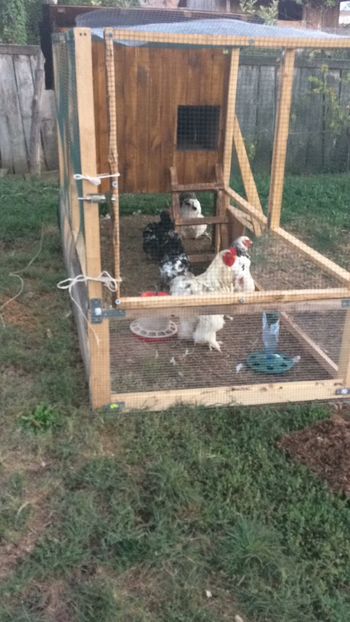 931248E1-DAF1-45C8-9C0A-688E307FA6C6 - animale