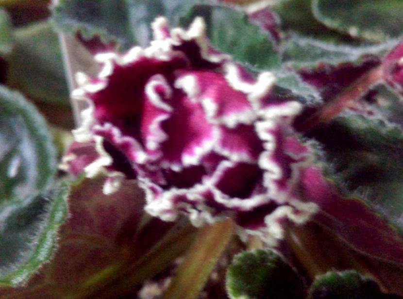  - LE Madzenta de la Olivia