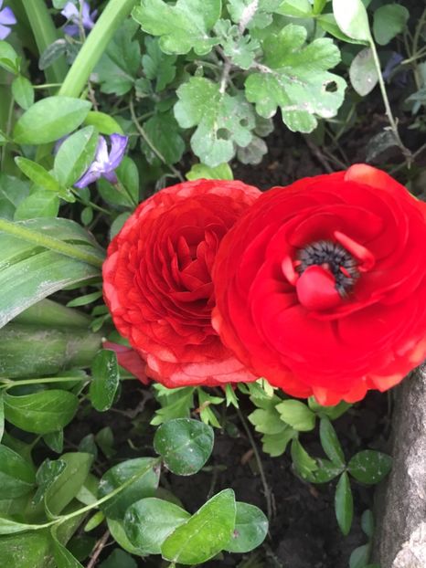 C6B57870-A7A1-41D1-9F44-93AB3232D63A - Lalele 2019