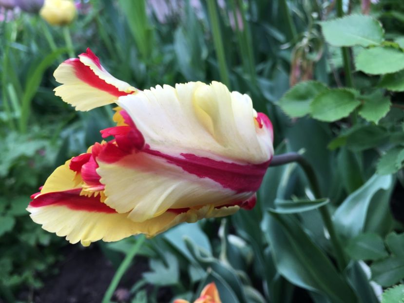 Flaming Parrot - Lalele 2019