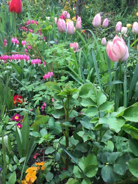 8A857F44-3FC1-4D3B-89BE-F714A940622B - Aprilie