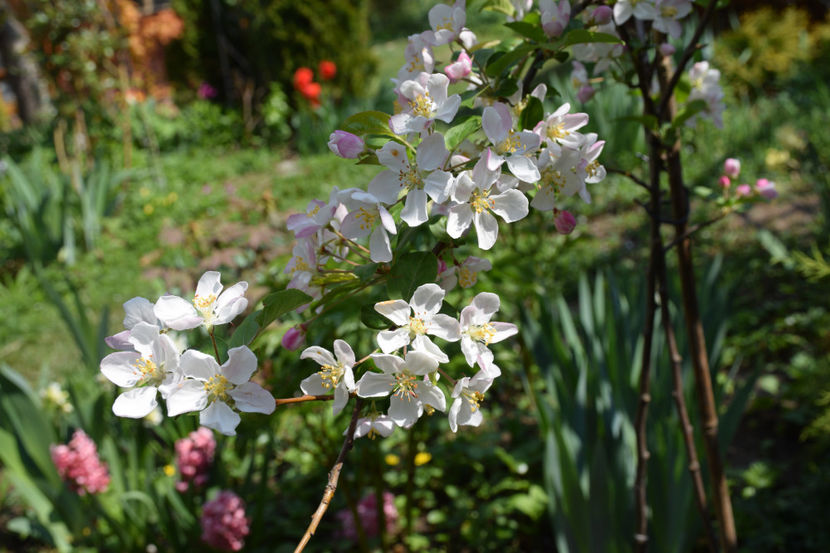  - Pridvor si Idilic garden