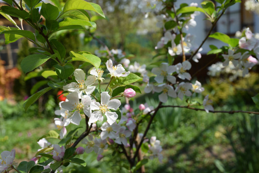  - Pridvor si Idilic garden