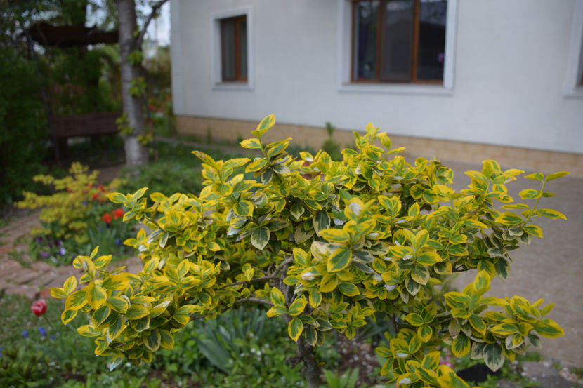  - Pridvor si Idilic garden