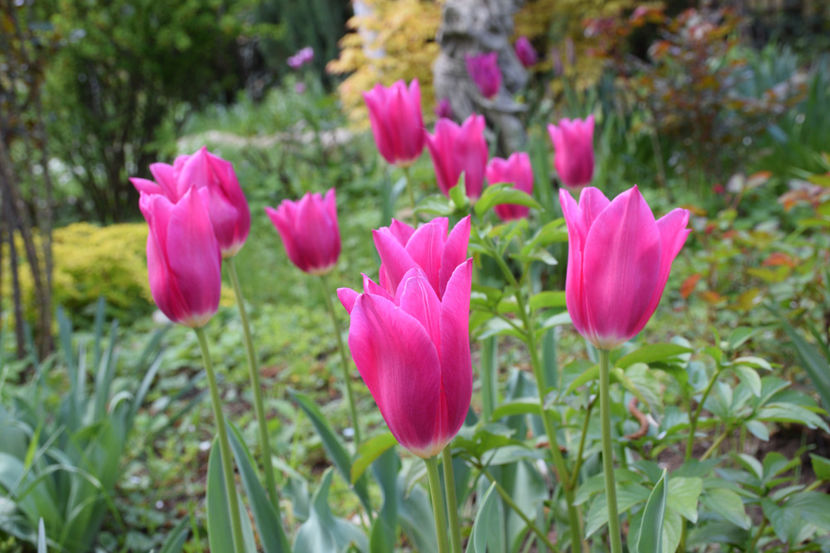  - Pridvor si Idilic garden