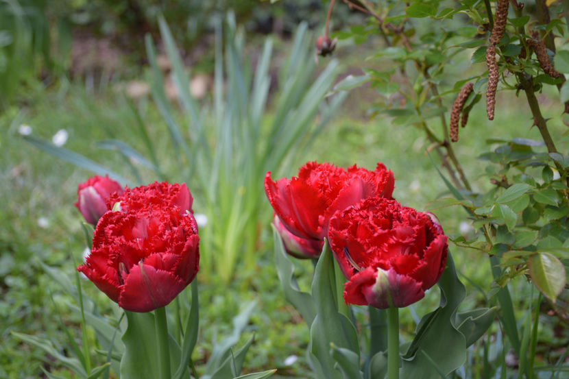  - Pridvor si Idilic garden