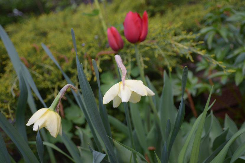  - Pridvor si Idilic garden