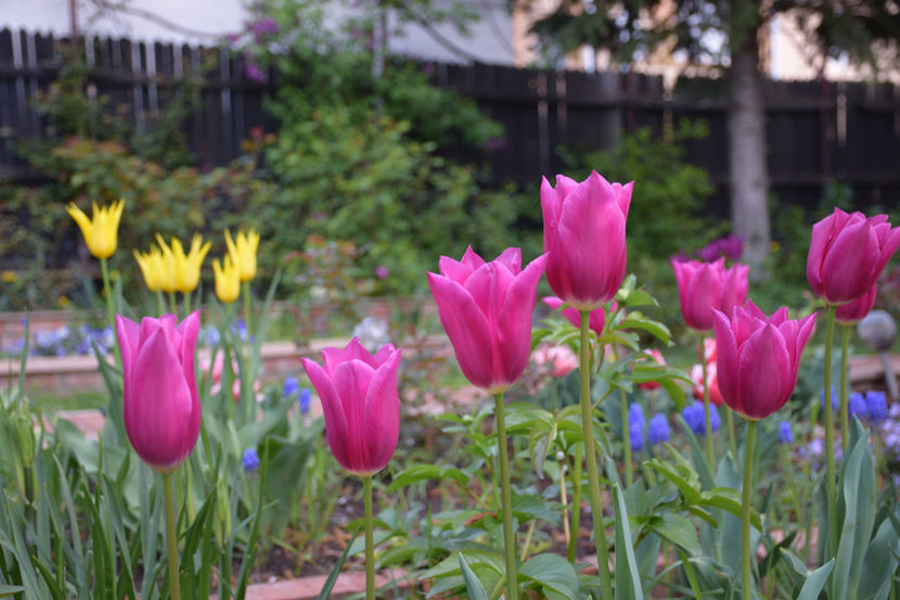  - Pridvor si Idilic garden