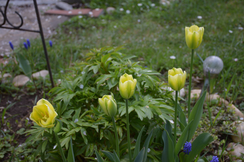  - Pridvor si Idilic garden