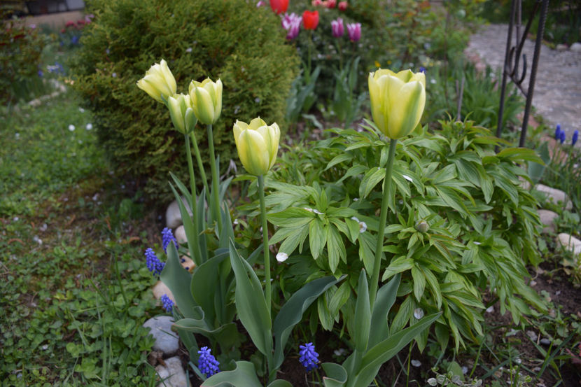  - Pridvor si Idilic garden