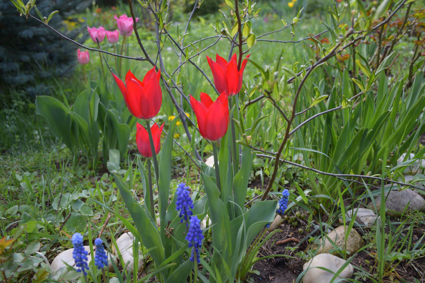  - Pridvor si Idilic garden