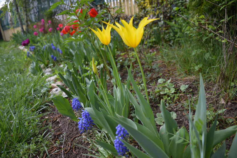  - Pridvor si Idilic garden