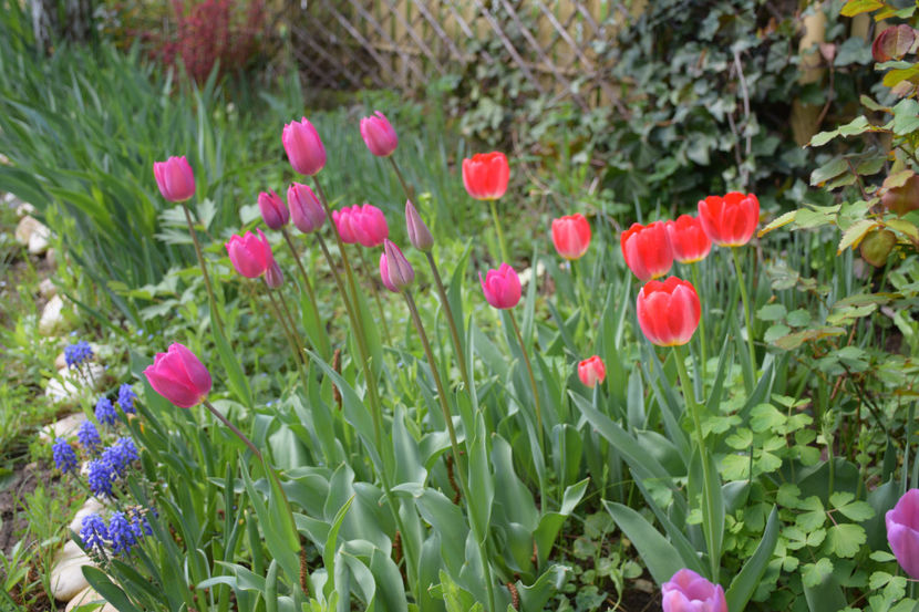  - Pridvor si Idilic garden