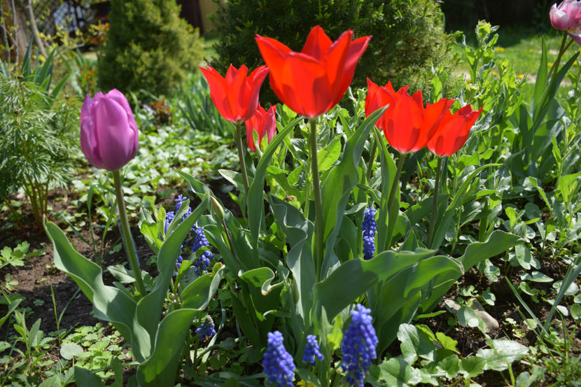  - Pridvor si Idilic garden
