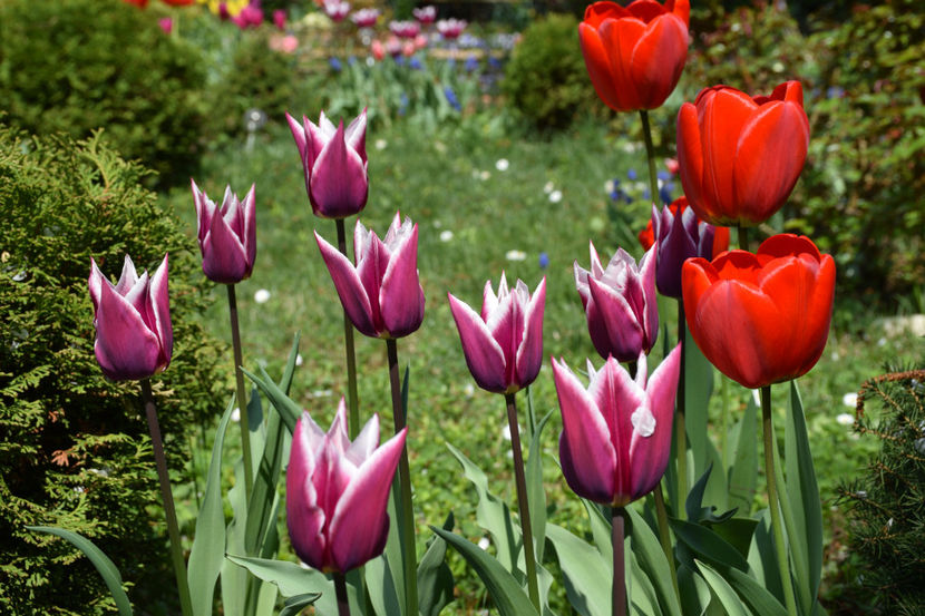  - Pridvor si Idilic garden