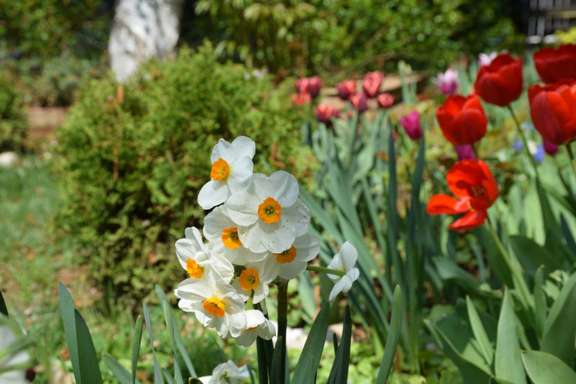  - Pridvor si Idilic garden