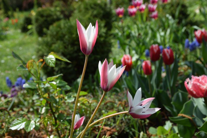  - Pridvor si Idilic garden