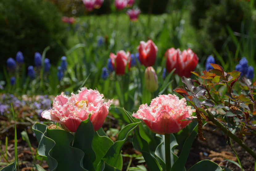  - Pridvor si Idilic garden