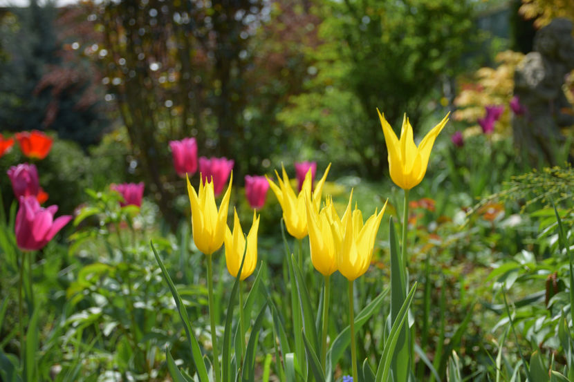  - Pridvor si Idilic garden