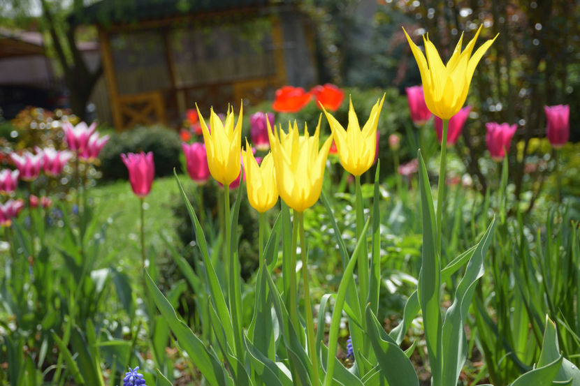  - Pridvor si Idilic garden
