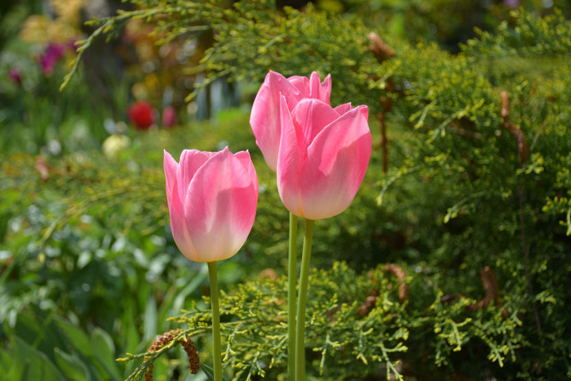  - Pridvor si Idilic garden