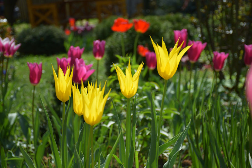  - Pridvor si Idilic garden