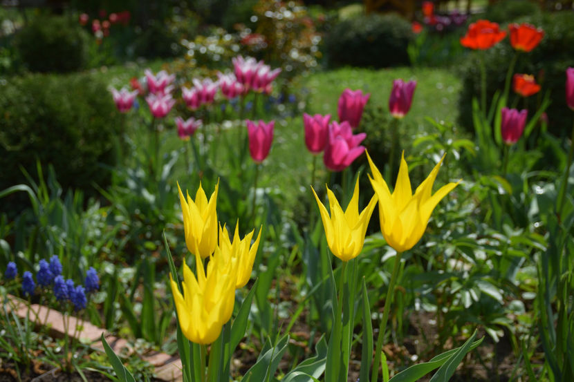  - Pridvor si Idilic garden