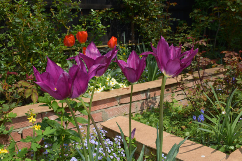  - Pridvor si Idilic garden