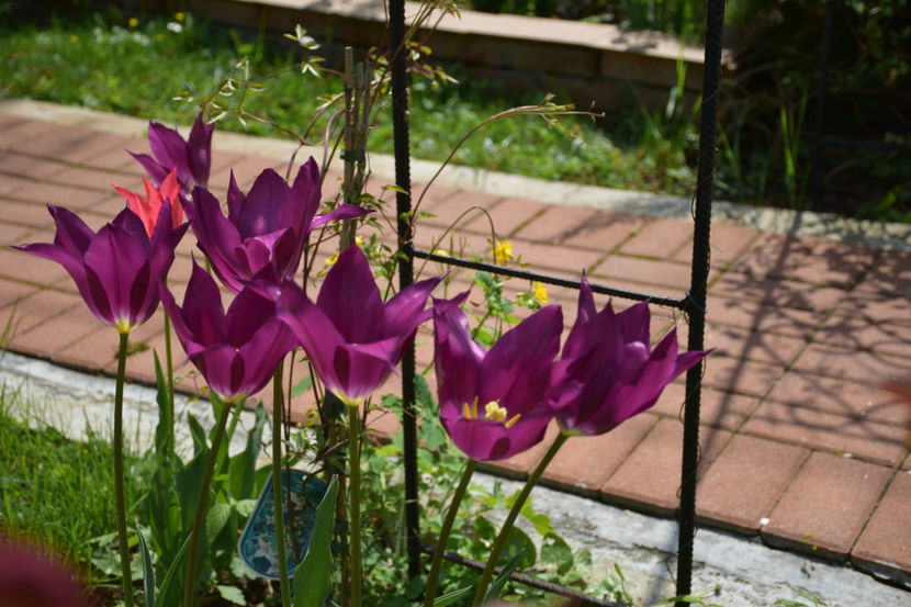  - Pridvor si Idilic garden