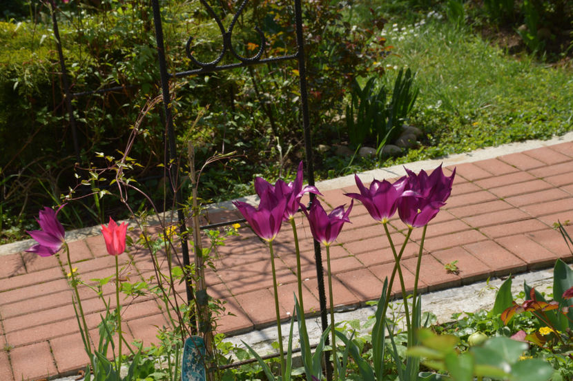  - Pridvor si Idilic garden