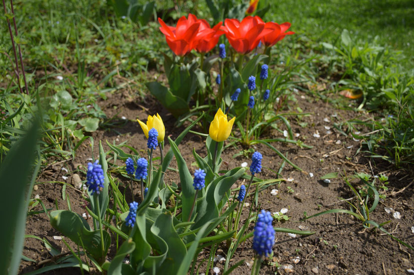  - Pridvor si Idilic garden