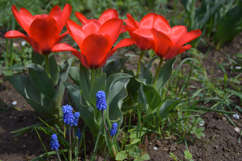  - Pridvor si Idilic garden