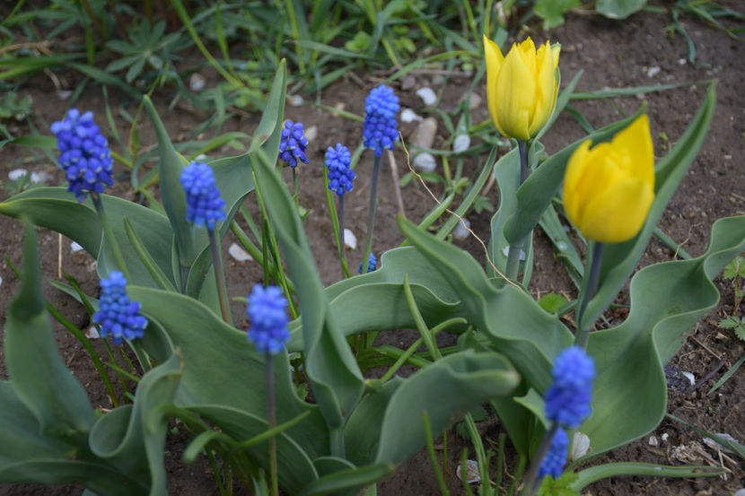  - Pridvor si Idilic garden