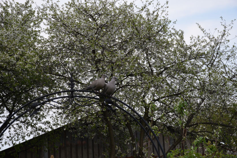  - Pridvor si Idilic garden