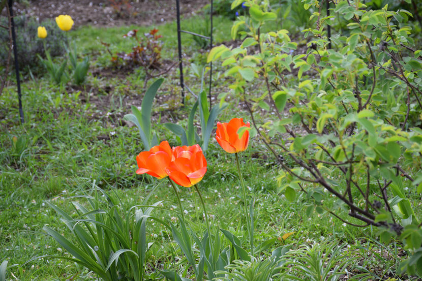  - Pridvor si Idilic garden