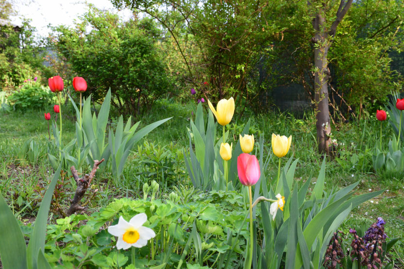  - Pridvor si Idilic garden