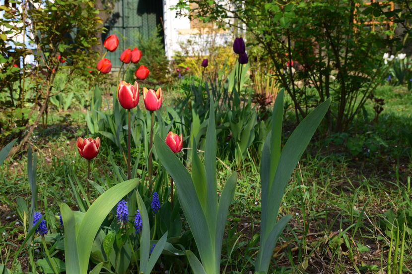  - Pridvor si Idilic garden