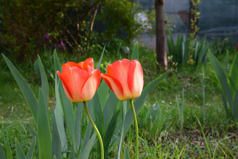  - Pridvor si Idilic garden