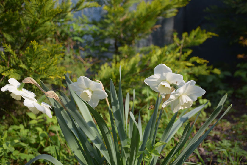  - Pridvor si Idilic garden