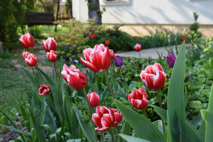  - Pridvor si Idilic garden