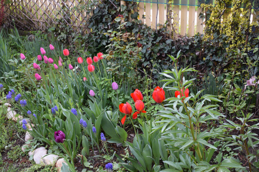  - Pridvor si Idilic garden