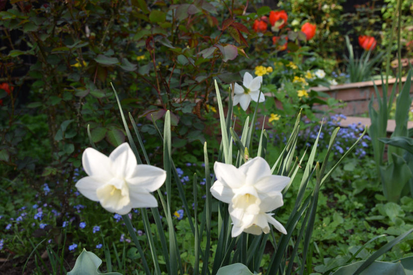  - Pridvor si Idilic garden