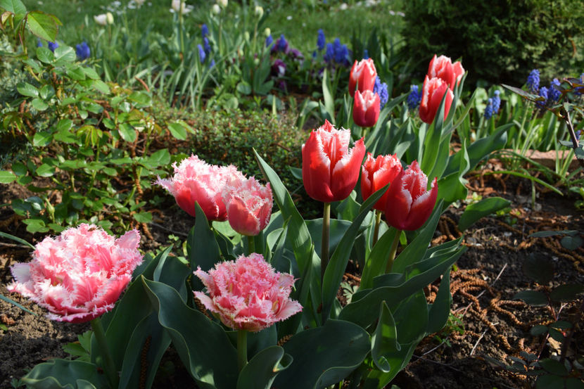  - Pridvor si Idilic garden