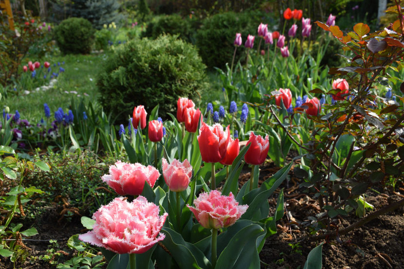  - Pridvor si Idilic garden